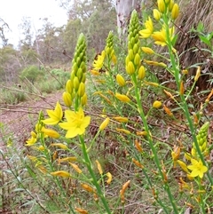 Bulbine glauca at Kambah, ACT - 20 Nov 2024 09:35 AM