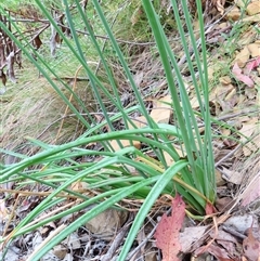 Bulbine glauca at Kambah, ACT - 20 Nov 2024