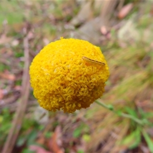 Craspedia variabilis at Kambah, ACT - suppressed