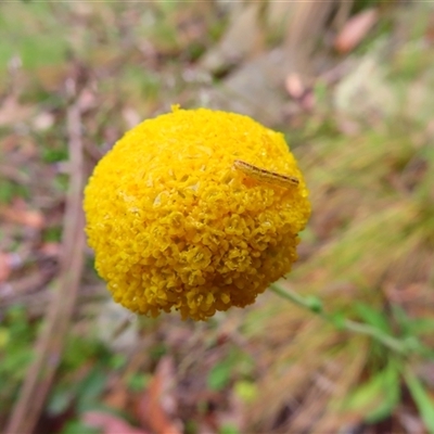 Craspedia variabilis (Common Billy Buttons) at Kambah, ACT - 19 Nov 2024 by MB