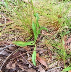 Craspedia variabilis at Kambah, ACT - suppressed