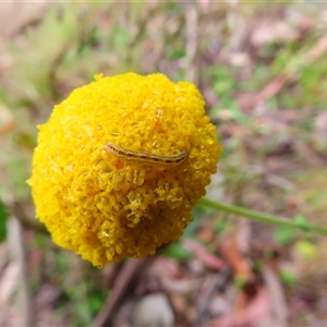 Lepidoptera unclassified IMMATURE moth at Kambah, ACT by MB