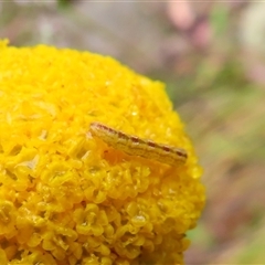 Lepidoptera unclassified IMMATURE at Kambah, ACT - 20 Nov 2024