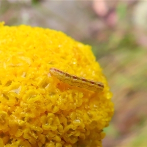 Lepidoptera unclassified IMMATURE at Kambah, ACT - 20 Nov 2024