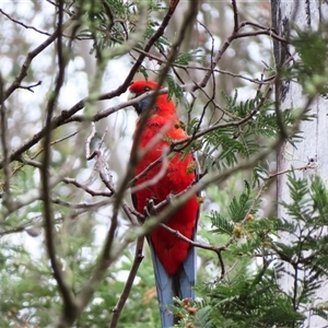 Platycercus elegans at Kambah, ACT - 20 Nov 2024 09:51 AM