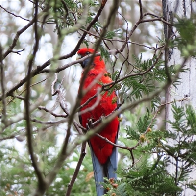 Platycercus elegans (Crimson Rosella) at Kambah, ACT - 19 Nov 2024 by MB