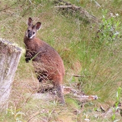 Notamacropus rufogriseus (Red-necked Wallaby) at Kambah, ACT - 20 Nov 2024 by MB