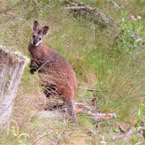 Notamacropus rufogriseus (Red-necked Wallaby) at Kambah, ACT by MB