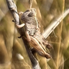 Phaulacridium vittatum (Wingless Grasshopper) at Throsby, ACT - 20 Nov 2024 by JasonC