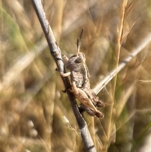 Phaulacridium vittatum at Throsby, ACT - 20 Nov 2024 04:10 PM