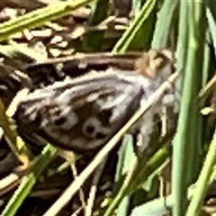 Synemon plana (Golden Sun Moth) at Throsby, ACT - 20 Nov 2024 by JasonC