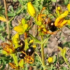 Chrysolina quadrigemina (Greater St Johns Wort beetle) at Isaacs, ACT - 20 Nov 2024 by Mike