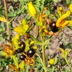 Chrysolina quadrigemina at Isaacs, ACT - 20 Nov 2024