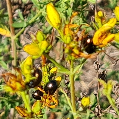 Chrysolina quadrigemina (Greater St Johns Wort beetle) at Isaacs, ACT - 20 Nov 2024 by Mike