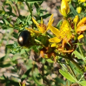 Chrysolina quadrigemina at Isaacs, ACT - 20 Nov 2024