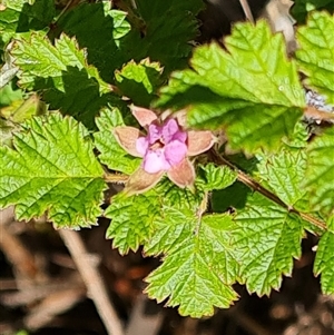 Rubus parvifolius (Native Raspberry) at Isaacs, ACT by Mike