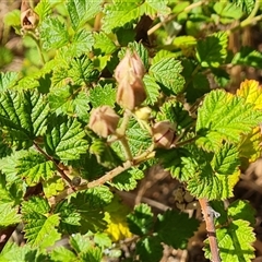 Rubus parvifolius at Isaacs, ACT - 20 Nov 2024