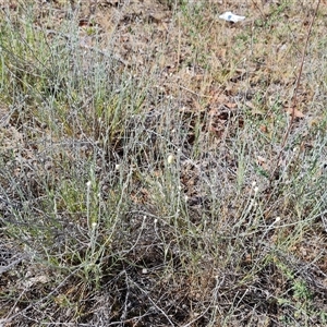 Calocephalus citreus at Isaacs, ACT - 20 Nov 2024