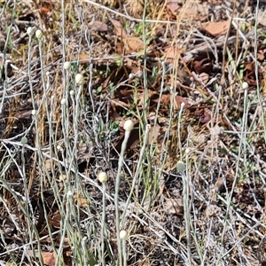 Calocephalus citreus at Isaacs, ACT - 20 Nov 2024