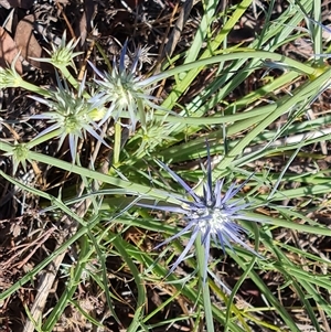 Eryngium ovinum at Isaacs, ACT - 20 Nov 2024