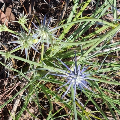 Eryngium ovinum (Blue Devil) at Isaacs, ACT - 20 Nov 2024 by Mike