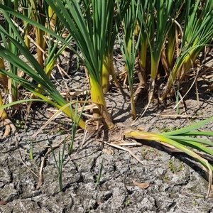 Typha sp. at Hume, ACT - 20 Nov 2024