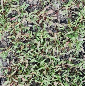 Polygonum plebeium at Hume, ACT - 20 Nov 2024