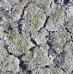 Polygonum plebeium at Hume, ACT - 20 Nov 2024