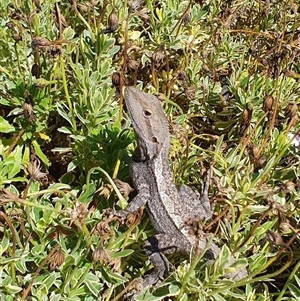 Amphibolurus muricatus at Penrose, NSW by Aussiegall