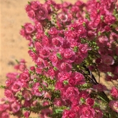 Unidentified Other Wildflower or Herb at Nerren Nerren, WA - 7 Nov 2024 by HelenCross