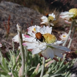 Phyllotocus sp. (genus) at Kambah, ACT - 20 Nov 2024