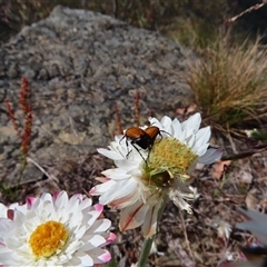 Phyllotocus sp. (genus) at Kambah, ACT - 20 Nov 2024