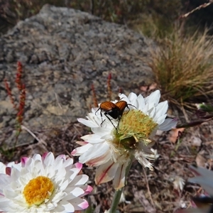 Phyllotocus rufipennis at Kambah, ACT - 20 Nov 2024 10:14 AM