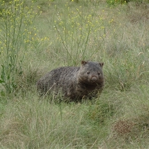 Vombatus ursinus at Strathnairn, ACT - 13 Nov 2024 08:25 AM