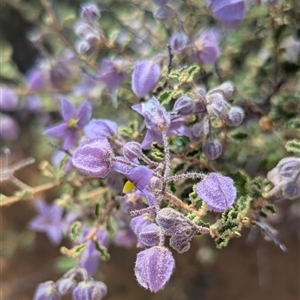 Unidentified Other Wildflower or Herb at Nerren Nerren, WA by HelenCross