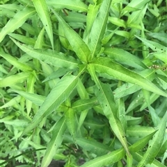 Unidentified Plant at Murrah, NSW - 20 Nov 2024 by ludomcferran