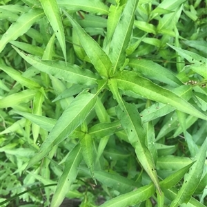 Unidentified Plant at Murrah, NSW by ludomcferran