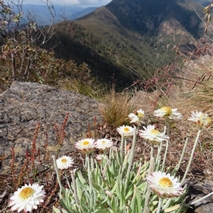 Leucochrysum alpinum at Kambah, ACT - 20 Nov 2024