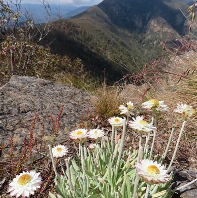 Leucochrysum alpinum (Alpine Sunray) at Kambah, ACT - 20 Nov 2024 by MB