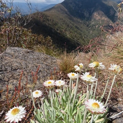 Leucochrysum alpinum (Alpine Sunray) at Kambah, ACT - 19 Nov 2024 by MB