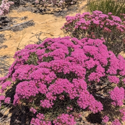 Unverified Other Wildflower or Herb at Kalbarri National Park, WA - 26 Oct 2024 by HelenCross