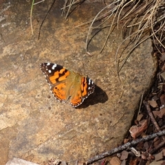 Vanessa kershawi (Australian Painted Lady) at Kambah, ACT - 19 Nov 2024 by MB