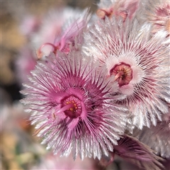 Unidentified Other Wildflower or Herb at Kalbarri National Park, WA - 25 Oct 2024 by HelenCross