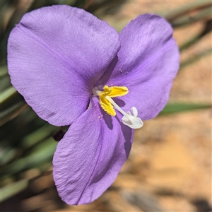 Patersonia sp. at Kalbarri National Park, WA by HelenCross