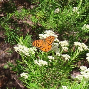 Heteronympha merope at Kambah, ACT - 20 Nov 2024