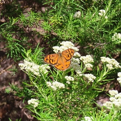 Heteronympha merope (Common Brown Butterfly) at Kambah, ACT - 19 Nov 2024 by MB