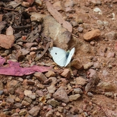 Pieris rapae (Cabbage White) at Kambah, ACT - 20 Nov 2024 by MB