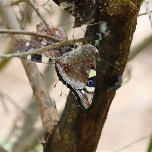 Vanessa itea at Kambah, ACT - 20 Nov 2024 11:32 AM