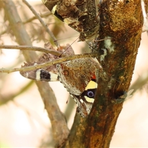 Vanessa itea at Kambah, ACT - 20 Nov 2024 11:32 AM