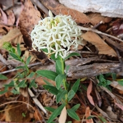 Pimelea treyvaudii (Grey Riceflower) at Paddys River, ACT - 20 Nov 2024 by MB